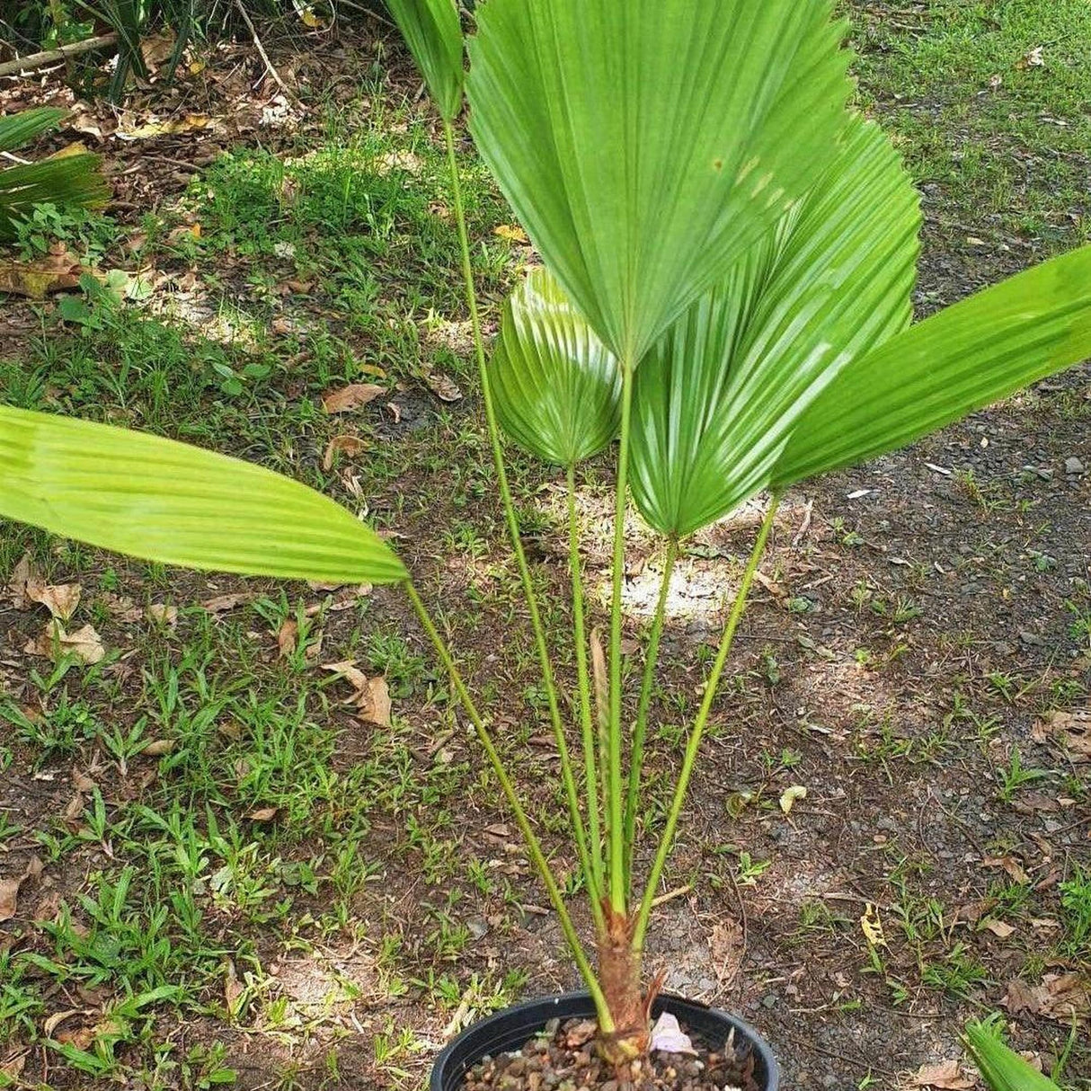 Sumawongii Fan Palm - Licuala peltata var. sumawongii-Evergreen,Moderate Water,Outdoor,Palm,Partial Shade,rare,Slow Growing,Tropical-Nursery Near Me