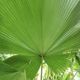 Sumawongii Fan Palm - Licuala peltata var. sumawongii-Evergreen,Moderate Water,Outdoor,Palm,Partial Shade,rare,Slow Growing,Tropical-Nursery Near Me