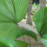 Sumawongii Fan Palm - Licuala peltata var. sumawongii-Evergreen,Moderate Water,Outdoor,Palm,Partial Shade,rare,Slow Growing,Tropical-Nursery Near Me