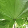 Sumawongii Fan Palm