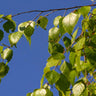 Summer Cascade River Birch