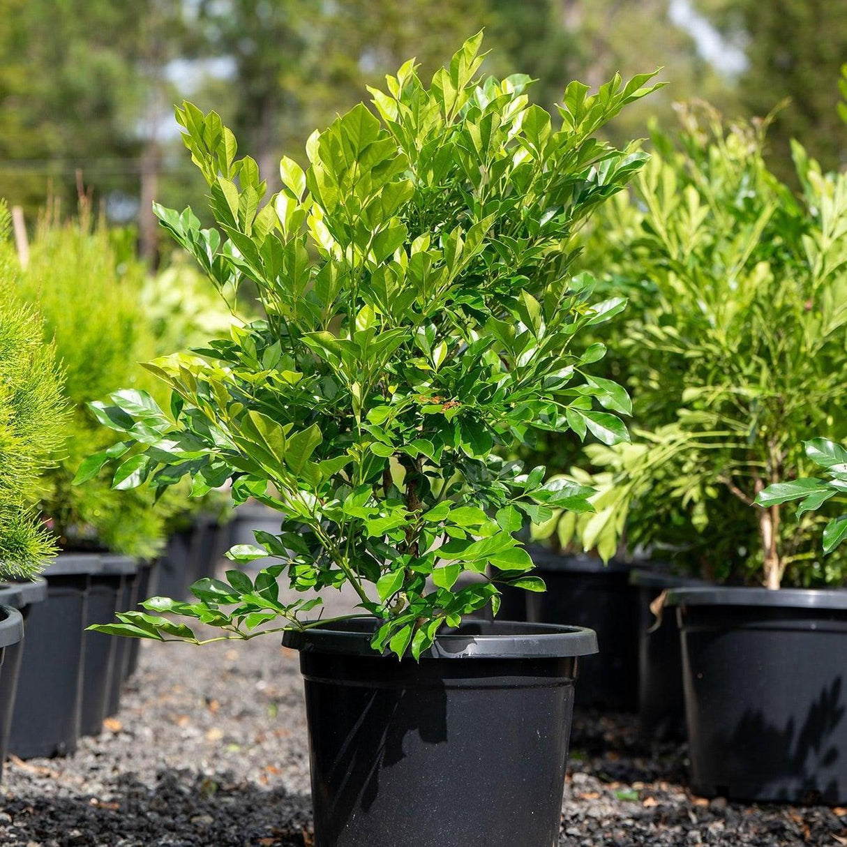 A Summerscent Radermachera (Radermachera) with glossy leaves sits in a pot among other outdoor plants on a gravel path.