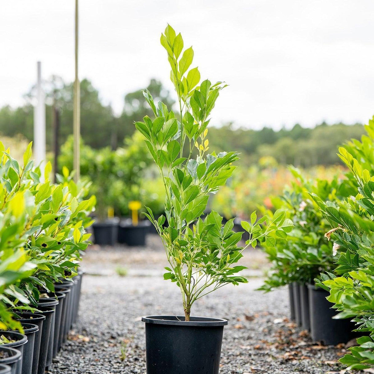Summerscent Radermachera - Radermachera in a black pot, displayed outdoors with similar potted plants on a gravel path, celebrated for its fragrant flowers.
