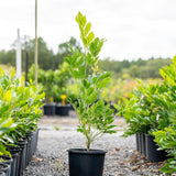 Summerscent Radermachera - Radermachera in a black pot, displayed outdoors with similar potted plants on a gravel path, celebrated for its fragrant flowers.
