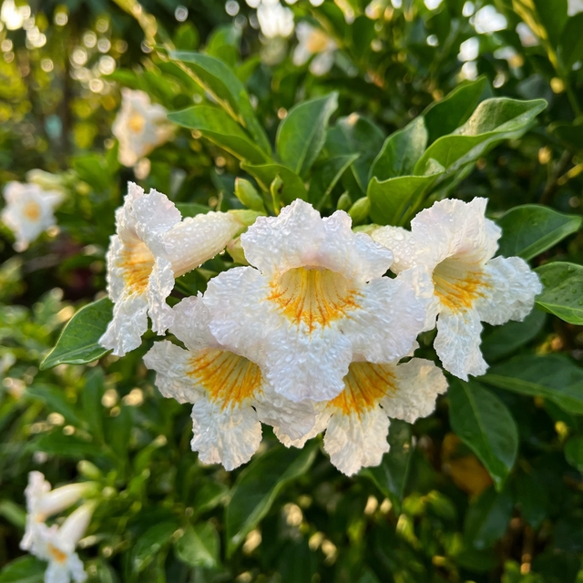 White, fragrant flowers with yellow centers bloom among green leaves in bright sunlight on the Summerscent Radermachera - Radermachera, an evergreen tree.