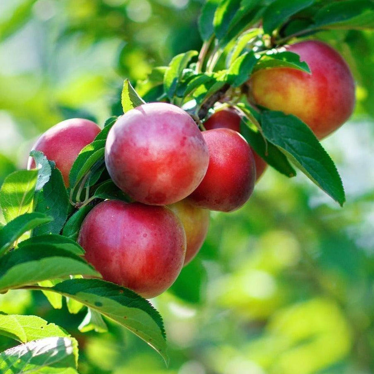 Sun Snow Nectarine Tree - Prunus persica var. nucipersica "sun snow"-Deciduous,Fruiting,Full Sun,Moderate Growing,Moderate Water,Outdoor,Tree-Nursery Near Me