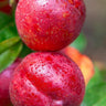 Sunbob Nectarine Tree
