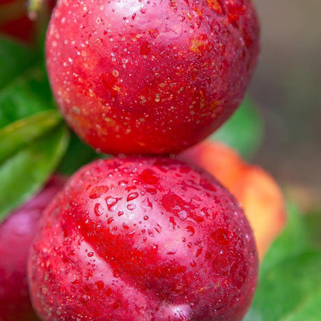 Sunbob Nectarine Tree - Prunus persica var. nucipersica 'Sunbob'-Deciduous,Fruiting,Full Sun,Moderate Growing,Moderate Water,Outdoor,Tree-Nursery Near Me