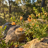 Sunkissed Grevillea