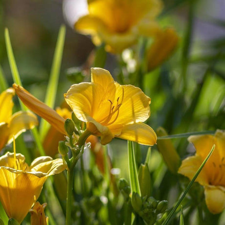 Sunny Yellow Dwarf Daylily - Hemerocallis 'Stella Citron'-Evergreen,Fast Growing,Flowering,Full Sun,Moderate Water,Ornamental,Outdoor-Nursery Near Me