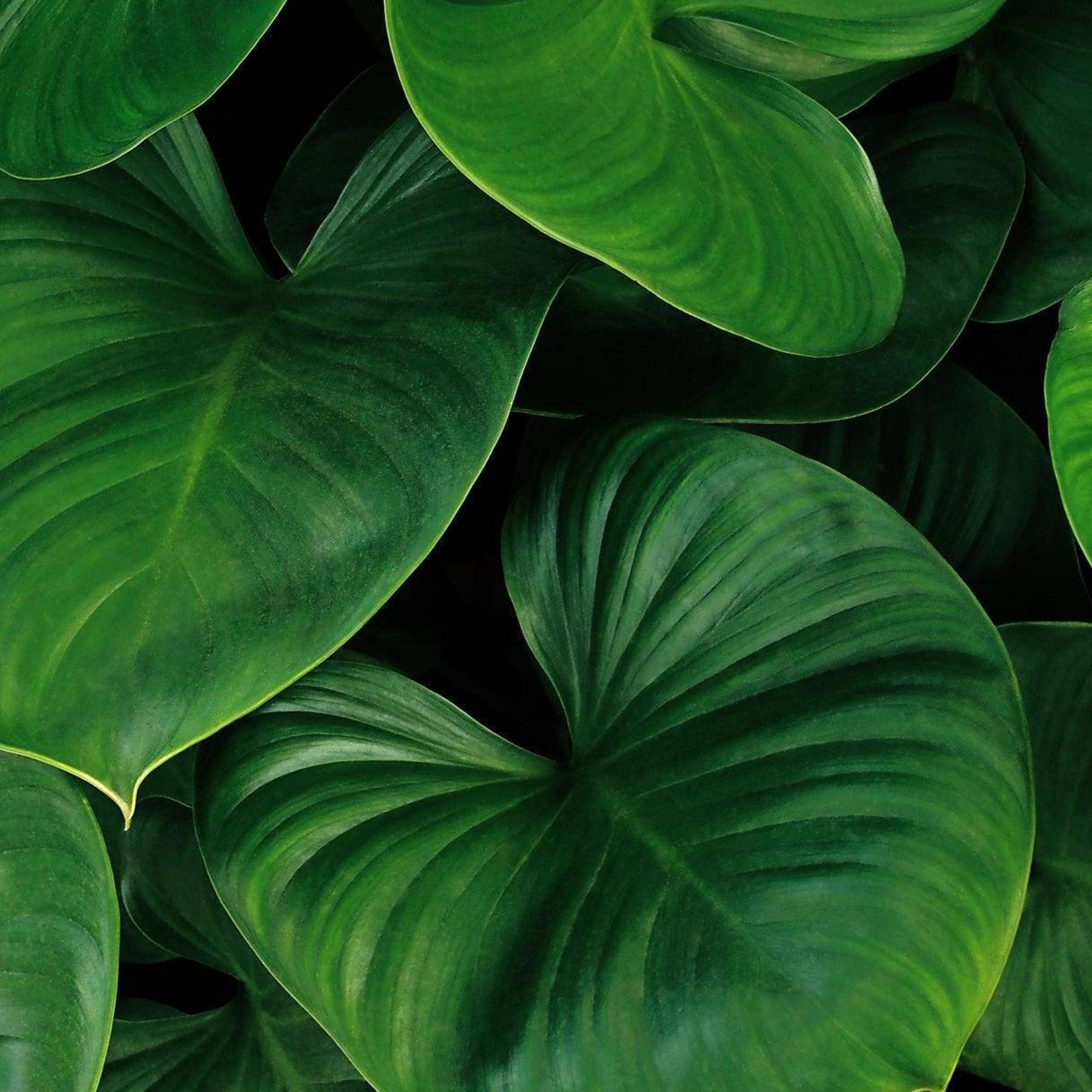 Sunshine Gem Homalomena | Golden Foliage | Nursery Near Me