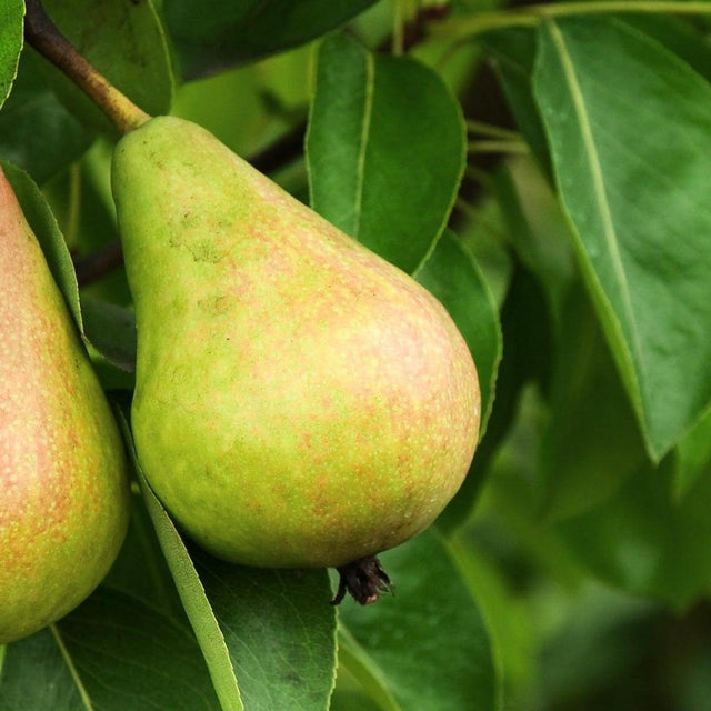 Sunshine Nashi Pear Tree - Pyrus pyrifolia 'Sunshu Sunshine'-Deciduous,Fruiting,Full Sun,Moderate Growing,Moderate Water,Outdoor,Tree-Nursery Near Me