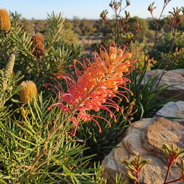 Superb Grevillea - Grevillea bipinnatifida x banksii Alba 'Superb' is a drought-tolerant shrub with orange and pink flowers, spiky leaves, and bird-attracting qualities—ideal beside rocks in bushland settings.