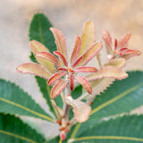 Swamp Banksia - Banksia robur-Evergreen,Flowering,Full Sun,Moderate Growing,Moderate Water,Native,Outdoor,Shrub-Nursery Near Me