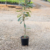 Swamp Banksia - Banksia robur-Evergreen,Flowering,Full Sun,Moderate Growing,Moderate Water,Native,Outdoor,Shrub-Nursery Near Me