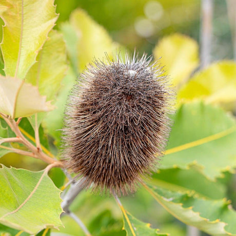 Swamp Banksia - Banksia robur-Evergreen,Flowering,Full Sun,Moderate Growing,Moderate Water,Native,Outdoor,Shrub-Nursery Near Me