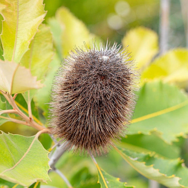 Swamp Banksia - Banksia robur-Evergreen,Flowering,Full Sun,Moderate Growing,Moderate Water,Native,Outdoor,Shrub-Nursery Near Me