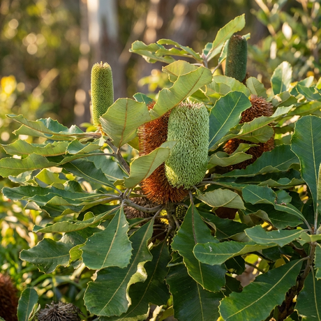 A close-up of Swamp Banksia - Banksia robur, an Australian native with green and brown cone-like flower spikes and large serrated leaves—ideal for attracting birds to your wildlife garden.