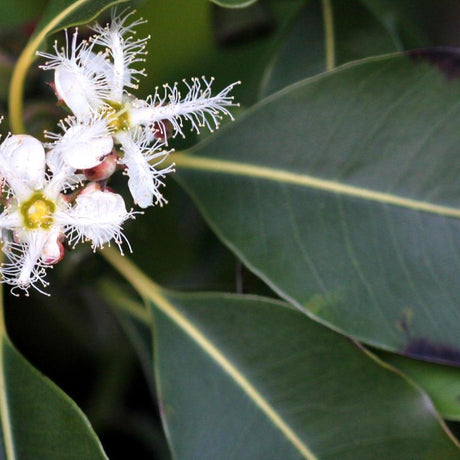 Swamp Box - Lophostemon suaveolens-Evergreen,Fast Growing,Full Sun,Moderate Water,Outdoor,Screening,Tree-Nursery Near Me