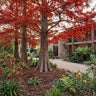Swamp Cypress