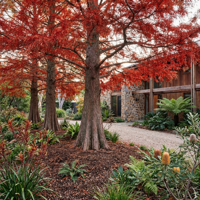 Swamp Cypress (Taxodium distichum) trees with vibrant red leaves grow beside a stone house, encircled by rich green and brown foliage.