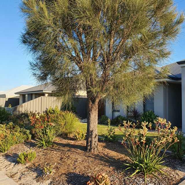 A Swamp She oak - Casuarina obesa, a medium Australian native tree with thin leaves, stands in a landscaped garden before a modern house on a sunny day.