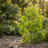 Sweeper® Weeping Lilly Pilly