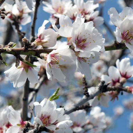 Sweet Almond Tree - Prunus dulcis-Deciduous,Fruiting,Full Sun,Moderate Growing,Moderate Water,Outdoor,Tree-Nursery Near Me