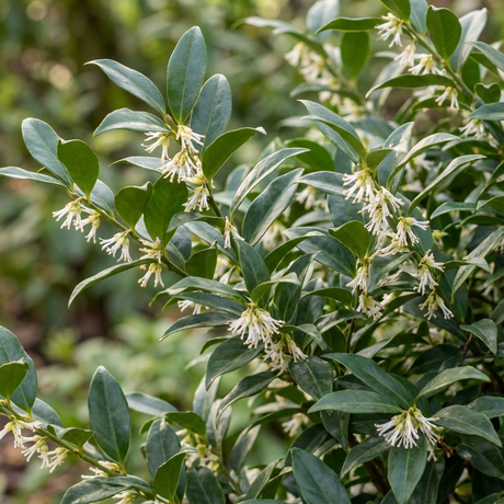 Sweet Box (Sarcococca confusa) is an evergreen shrub with glossy, pointed leaves and clusters of small, white, tubular flowers. Its fragrant winter blooms brighten the colder months.