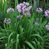 Sweet Garlic (Tulbaghia simmleri) is a drought-tolerant perennial featuring clusters of small purple flowers and long green leaves, ideal for lush garden settings.