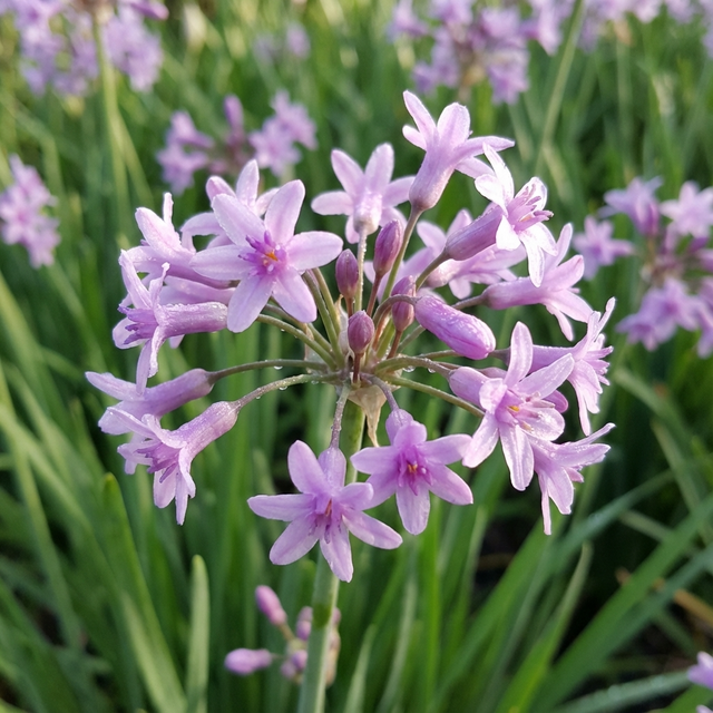 Close-up of Sweet Garlic - Tulbaghia simmleri: delicate purple blooms with long green leaves in the background. This charming perennial is drought-tolerant and ideal for adding color to your garden.
