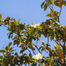 Sweet N Neat Magnolia