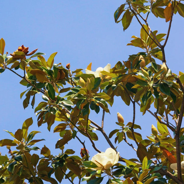 Sweet N Neat Magnolia - Magnolia grandiflora 'Sweet N Neat'-Evergreen,Flowering,Full Sun,Moderate Water,Ornamental,Outdoor,Screening,Slow Growing-Nursery Near Me