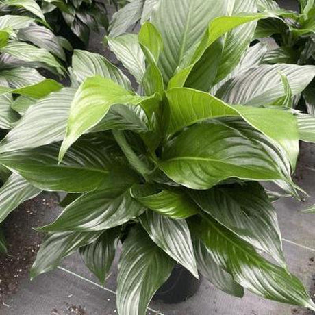 Sweet Romano Peace Lily - Spathiphyllum 'Sweet Romano'-Evergreen,Flowering,Indoor,Moderate Water,Partial Shade,Slow Growing,Tropical-Nursery Near Me