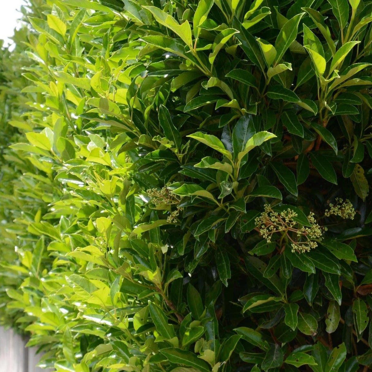 Close-up of a dense green Sweet Viburnum - Viburnum odoratissimum hedge, an evergreen privacy screen with glossy foliage and clusters of small buds.