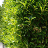 The Sweet Viburnum (Viburnum odoratissimum) is a fast-growing privacy hedge with glossy green leaves and small clusters of green buds. This drought-tolerant, evergreen screening plant offers both visual appeal and resilience.-Nursery Near Me