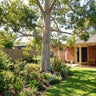 Sydney Blue Gum