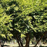 Syzygium 'Cascade' (Cascade Lilly Pilly)