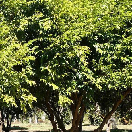 A Syzygium 'Cascade' (Cascade Lilly Pilly) - Ex Ground, an advanced landscape tree with bright green foliage, stands outdoors in a sunny grassy area surrounded by other trees.