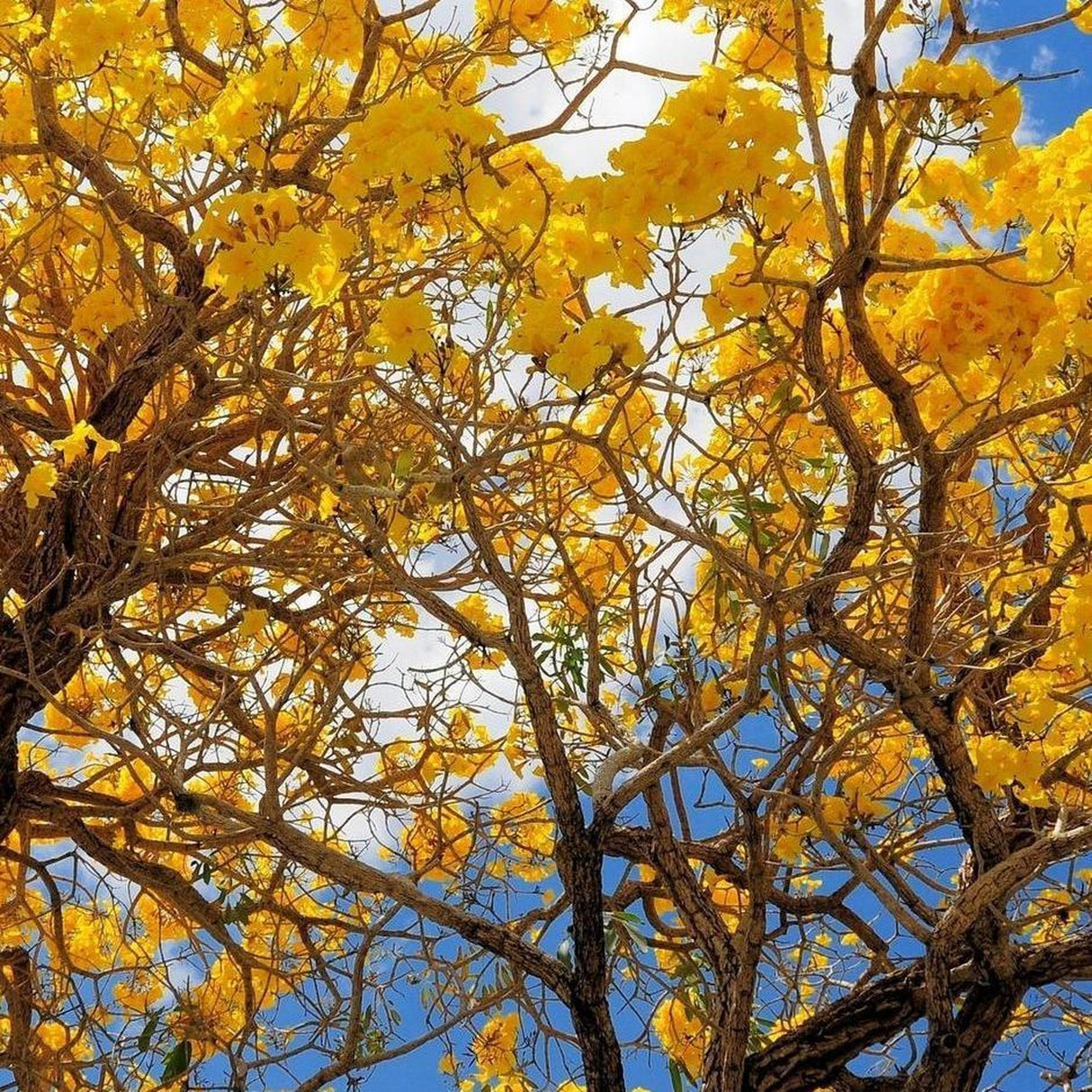Yellow blooms of TABEBUIA argentea (Silver Trumpet Tree) - Ex Ground stand out against a bright blue sky and scattered white clouds, instantly enhancing your landscape.