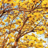 TABEBUIA chrysantha (Golden Trumpet Tree)