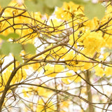 TABEBUIA chrysantha "Golden Trumpet Tree" (Tabebuia chrysanthus) - Ex Ground-Deciduous,Ex Ground,Flowering,Full Sun,Moderate Growing,Moderate Water,Outdoor,Tree-Nursery Near Me