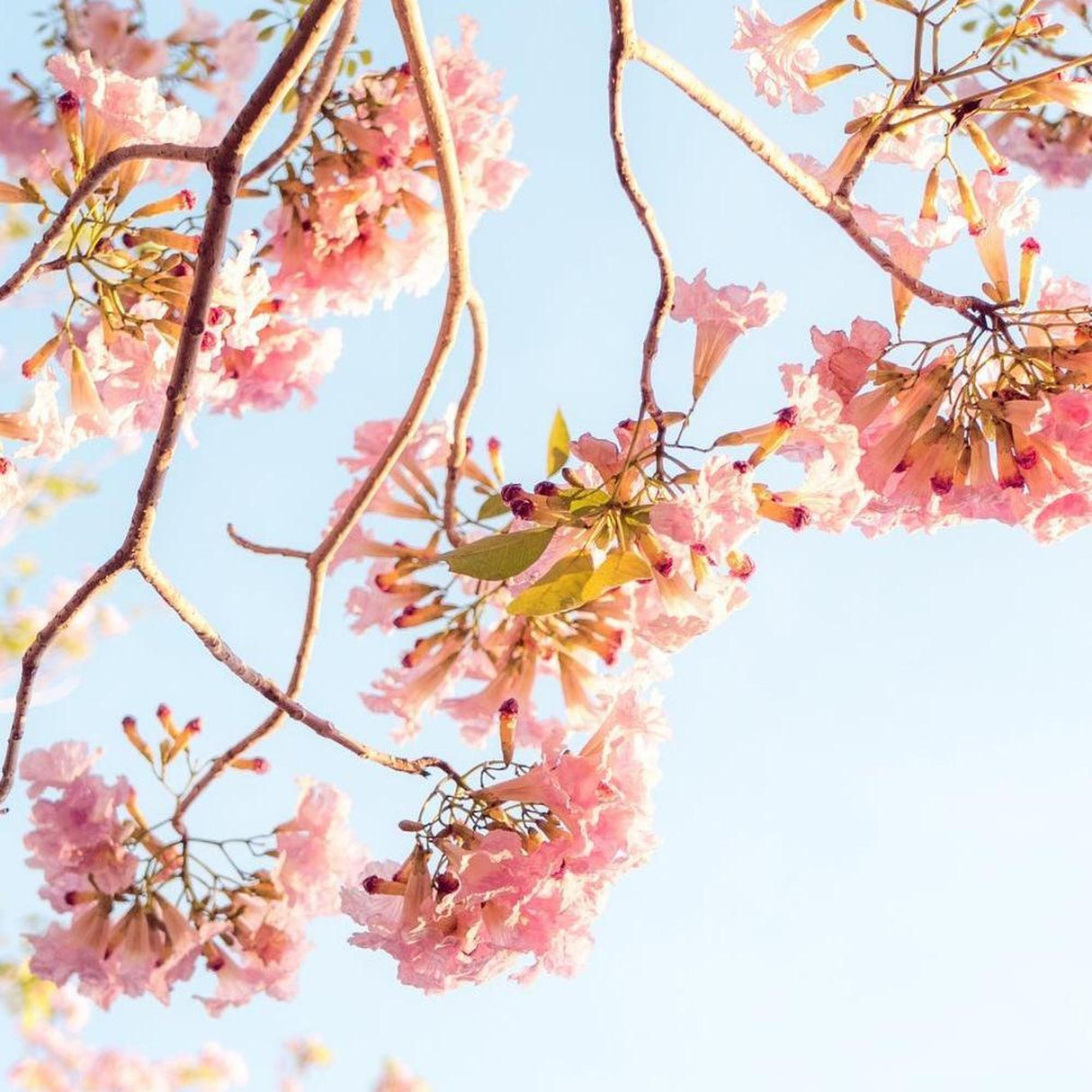 Pink trumpet-shaped flowers beautify the branches of TABEBUIA pendula (Pink Trumpet Tree) - Ex Ground, adding striking landscape value against a clear blue sky.