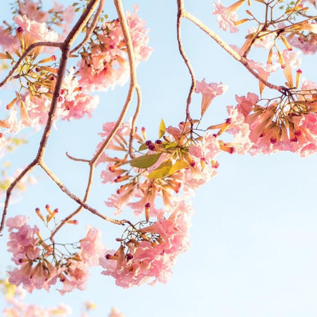 Pink trumpet-shaped flowers beautify the branches of TABEBUIA pendula (Pink Trumpet Tree) - Ex Ground, adding striking landscape value against a clear blue sky.