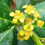 TRISTANIOPSIS laurina Luscious ‘DOW10’ (Water Gum) - Ex Ground-Evergreen,Ex Ground,Full Sun,Moderate Growing,Moderate Water,Native,Outdoor,Tree-Nursery Near Me