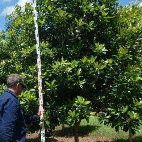 TRISTANIOPSIS laurina Luscious ‘DOW10’ (Water Gum) - Ex Ground-Evergreen,Ex Ground,Full Sun,Moderate Growing,Moderate Water,Native,Outdoor,Tree-Nursery Near Me