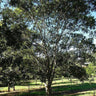 TRISTANIOPSIS laurina (Water Gum)