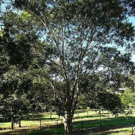 A tall TRISTANIOPSIS laurina (Water Gum) - Ex Ground with dense green foliage stands in a grassy, sunlit park area among other trees—an impressive advanced specimen.