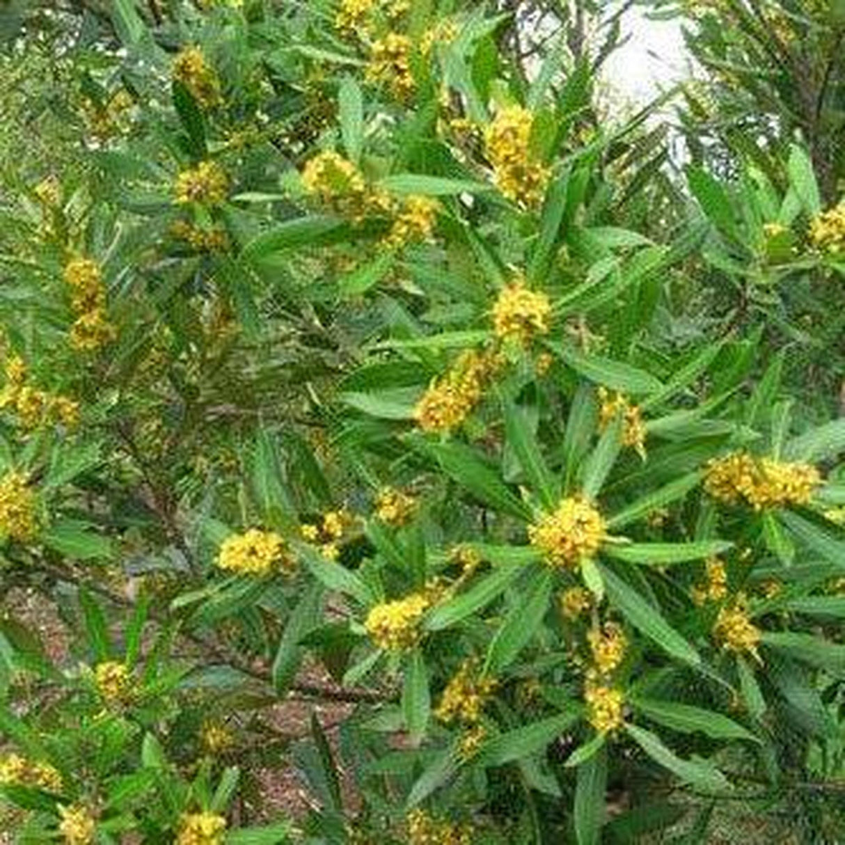 TRISTANIOPSIS laurina (Water Gum or Kanooka) - Ex Ground-Evergreen,Ex Ground,Full Sun,Moderate Growing,Moderate Water,Native,Outdoor,Tree-Nursery Near Me