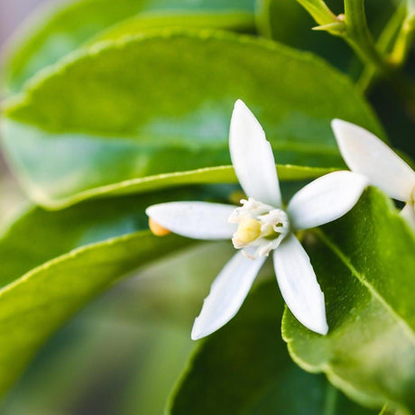 Tahitian Lime Tree - Citrus latifolia 'Tahitian'-Evergreen,Fruiting,Full Sun,Moderate Growing,Moderate Water,Outdoor,Tree-Nursery Near Me